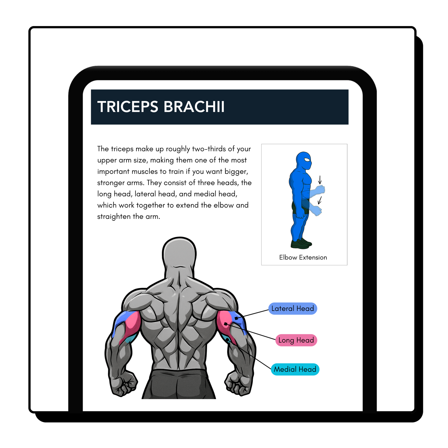 The Hypertrophy Blueprint - eBook